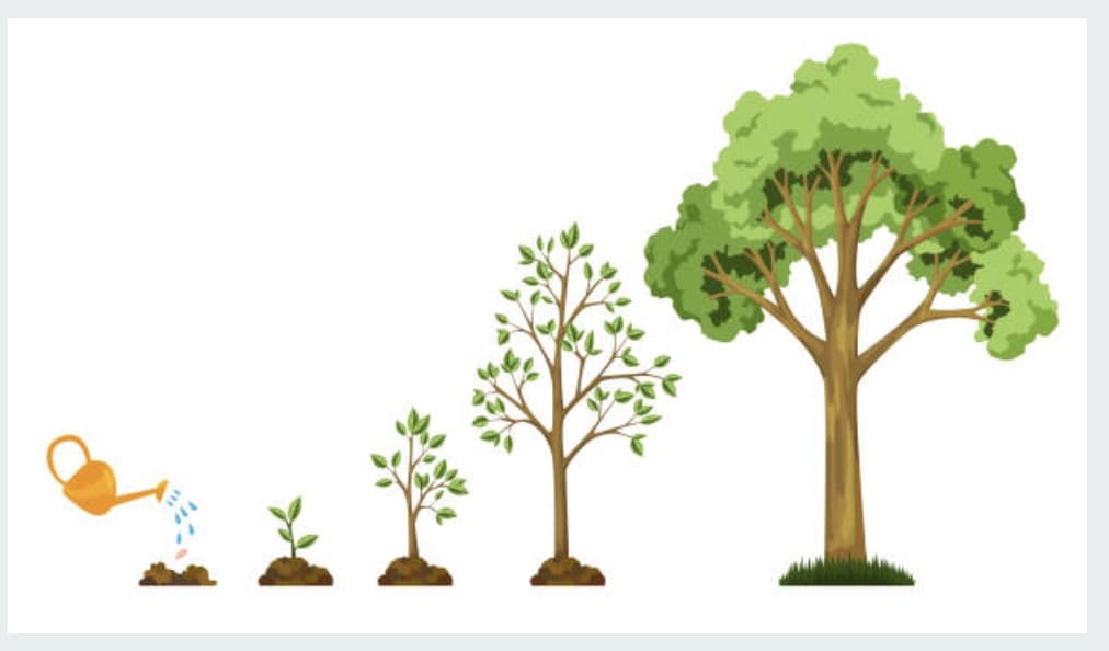 A row of illustrated trees showing progressive growth from a watered seed to a fully grown tree.